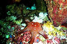 Premium Family Snorkeling Experience