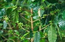 Local Coffee Tasting and Cultural Experience