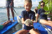 Guided paddleboarding (SUP) mangrove ECO tour for beginners