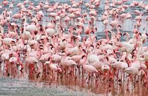 7 Days Kenya Tour Budget Safari