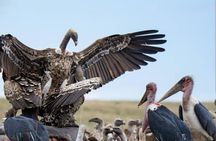 7 Days Kenya Tour Budget Safari