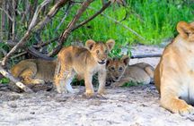 8-Day Mikumi National Park and Zanzibar Beach Holiday