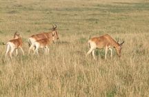 2 Days Tsavo East and West