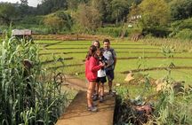 Trek to Little Adam's Peak and Nine Arches Bridge In Ella