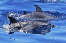 Los Gigantes Whale Watching Charter by Sail Boat