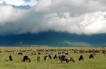 3 Days Tanzania Budget Safari