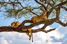 3 Day Private Lodge Safari in Ngorongoro, Lake Manyara, Tarangire National Park