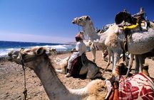 Dahab Safari from Sharm-el-Sheikh incl. Snorkeling and Camel Riding