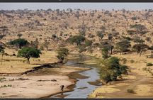 1 Day Private Safari in Tarangire National Park
