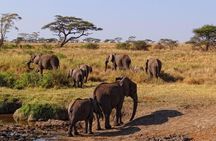 1 Day Private Safari in Tarangire National Park