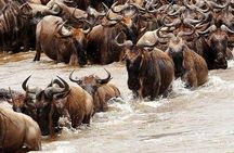 3 Day Private camping Safari in Serengeti National Park