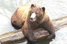 Simply Amazing Sitka Tour: Fortress of the Bear, Alaska Raptor, & Totems