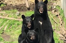 Simply Amazing Sitka Tour: Fortress of the Bear, Alaska Raptor, & Totems