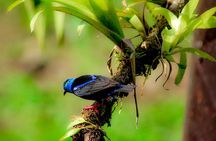 Arenal Volcano Bird Watching Experience