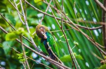 Arenal Volcano Bird Watching Experience