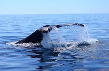 Cabo Private Whale Watching Tour - Incl FREE photos & Whale Sightings Guarantee