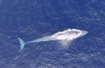 Cabo Private Whale Watching Tour - Incl FREE photos & Whale Sightings Guarantee