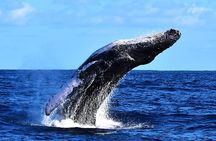 Zodiac Whale Watching Adventure - Incl FREE photos & Whale Sightings Guarantee
