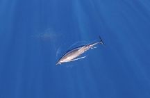 Zodiac Whale Watching Adventure - Incl FREE photos & Whale Sightings Guarantee