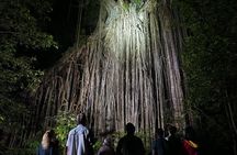 Atherton Tablelands Rain Forest by Night from Cairns