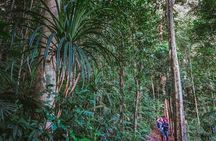 Atherton Tablelands Rain Forest by Night from Cairns
