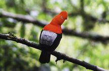 Manu Jungle Exploring (5 Days)