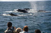 Educational Whale Watching Tour from Perth