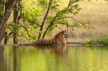 8 Day Delhi Agra Ranthambore Udaipur Jaipur Delhi Tour