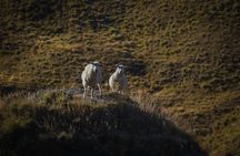 Half Day Skippers Canyon Queenstown Private Photography Adventure