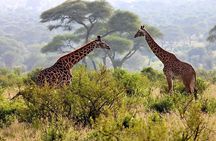 2 Days Tanzania Safari