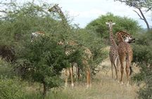 2 Days Tanzania Safari