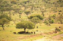 2 Days Tanzania Safari