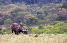 2 Days Tanzania Safari