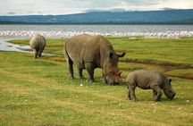 Day trip to lake Nakuru national park