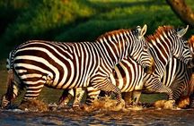 Day trip to Lake Nakuru National Park
