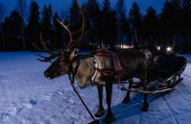 Reindeer Sleigh Ride Across the Night in Apukka Resort Rovaniemi