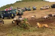 6 Days Private Camping Safari Serengeti, Ngorongoro, Lake Manyara and Tarangire 