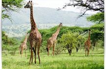 3 Day Private camping Safari in Serengeti National Park