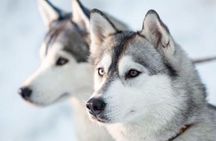 Apukka Husky Adventure in Rovaniemi
