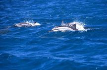 Catamaran Cruise to Ile Aux Bénitiers: Dolphin watch, Crystal Rock & Transfer
