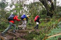 Mt Kilimanjaro Day Hike