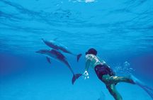Catamaran Cruise to Ile Aux Bénitiers: Dolphin watch, Crystal Rock & Transfer