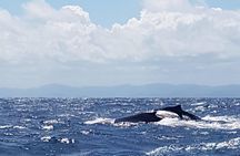 Whale Watching in Samana