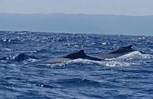 Whale Watching in Samana