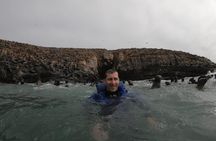 Swimming with Sea Lions in Lima