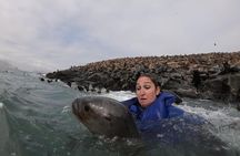 Swimming with Sea Lions in Lima
