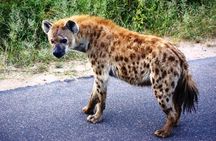 Kruger Park 2-day Safari from Maputo (Open-backed Safari Vehicle)