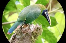 Monteverde Cloud Forest Tour with a Certified Tour Guide