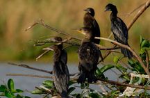 Muthurajawela Bird Watching Tour From Colombo & Negombo