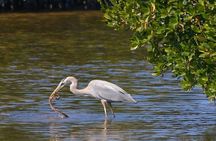 Bird Watching Tour at Muthurajawela